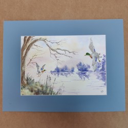 Aquarelle Les canards Sauvages